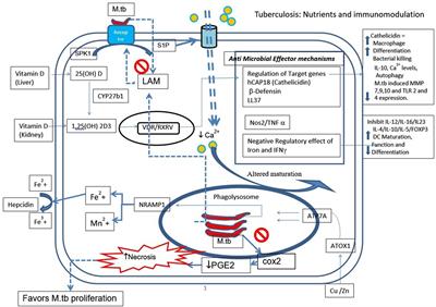 Malnutrition: Modulator of Immune Responses in Tuberculosis